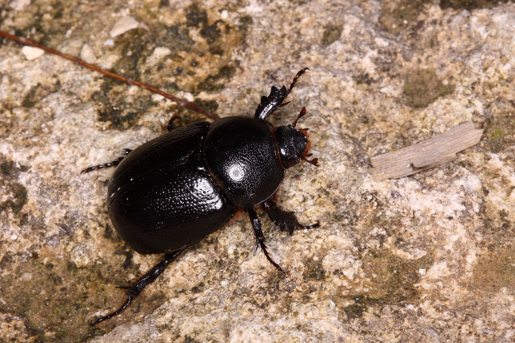 Geotrupide ? No. Pentodon bidens (Dynastidae)